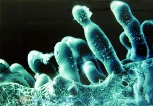 微生物